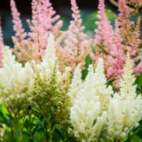 Astilba - přistání a péče v otevřené půdě, pěstování specifičnost